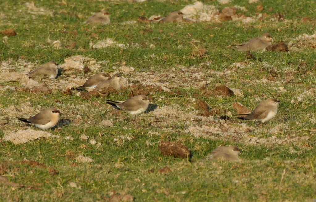 Small Pratincole