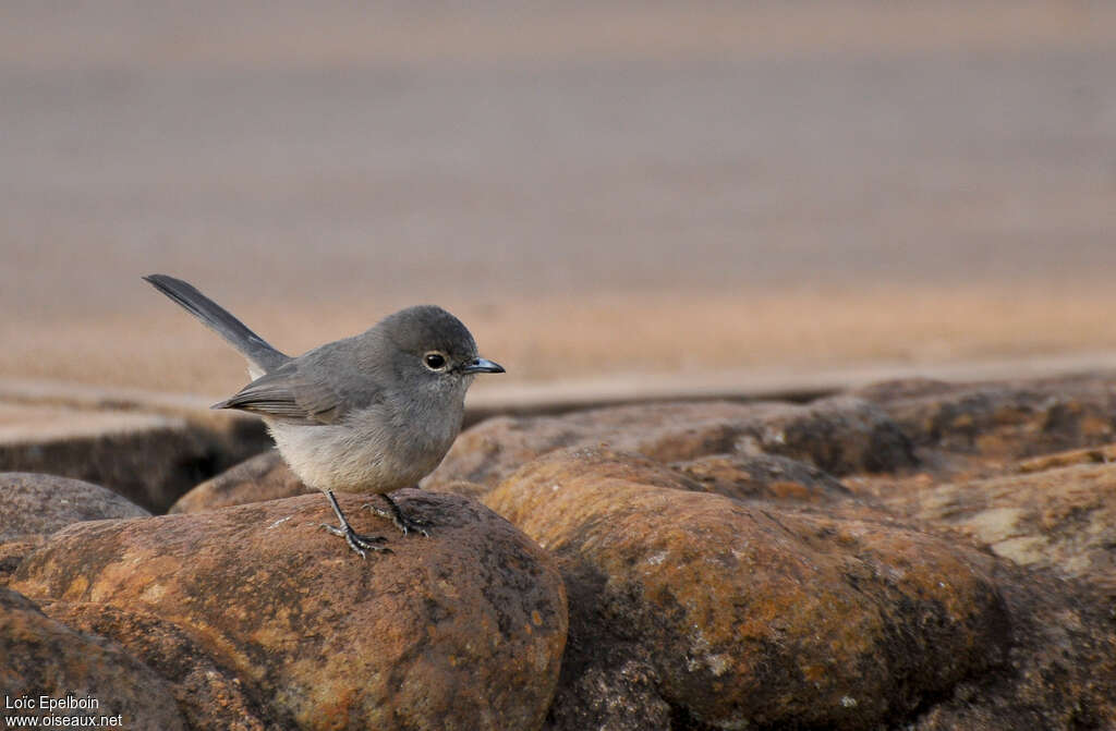 White-eyed Slaty Flycatcheradult, identification