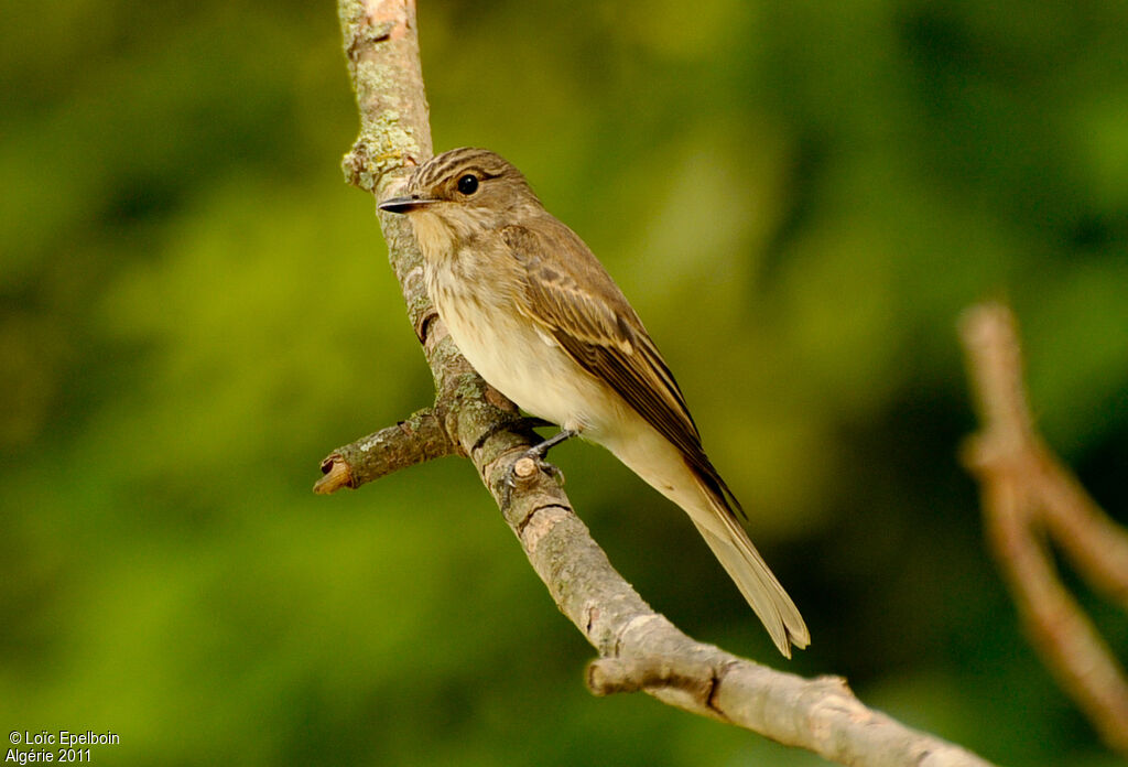 Spotted Flycatcher