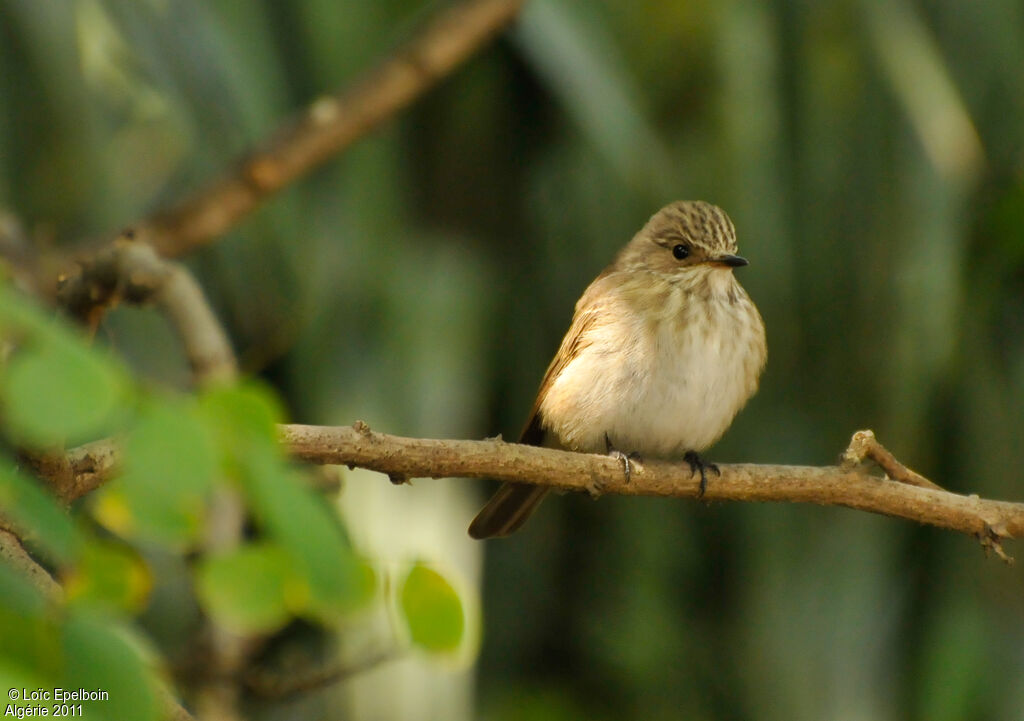 Spotted Flycatcher