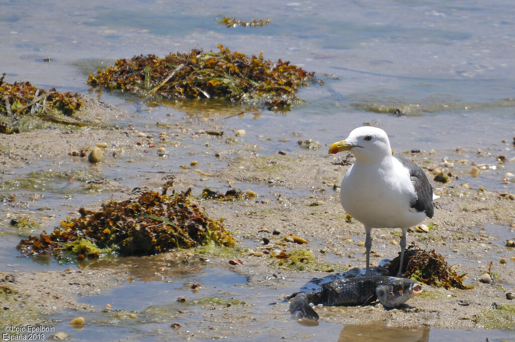 Lesser Black-backed Gull