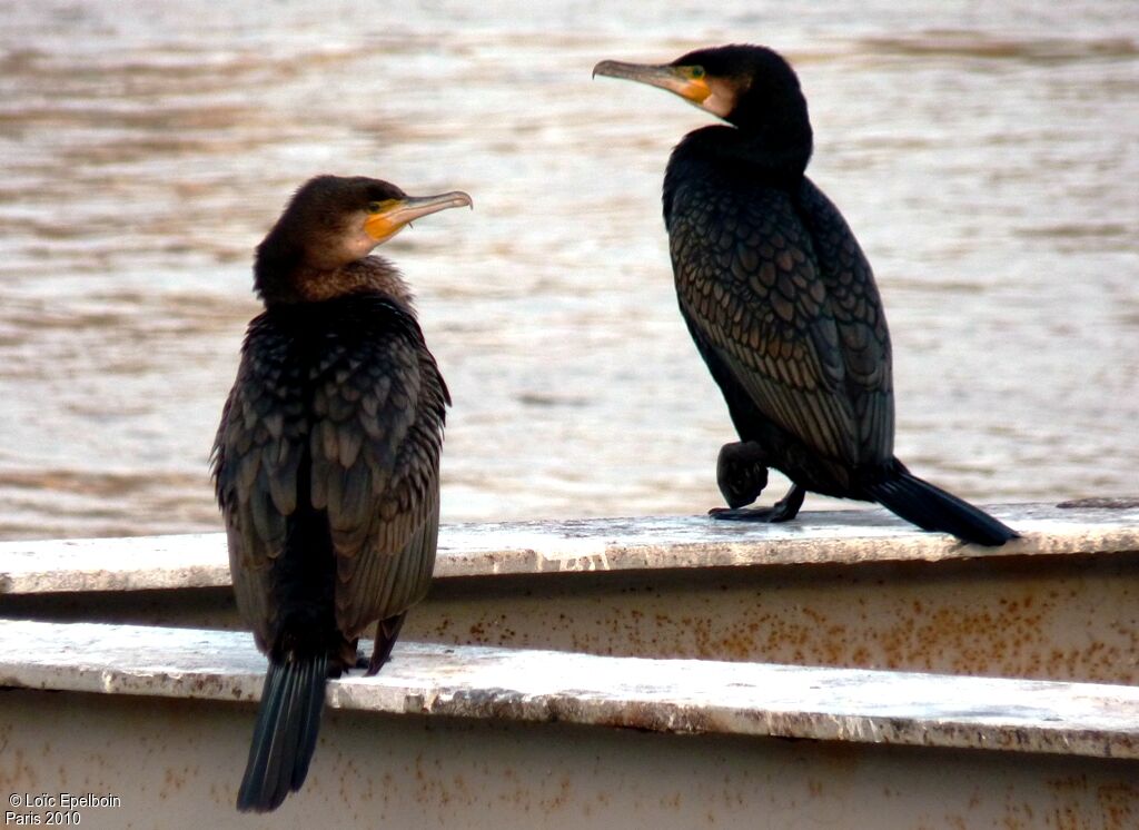Great Cormorant
