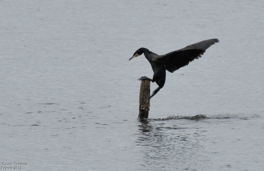 Great Cormorant