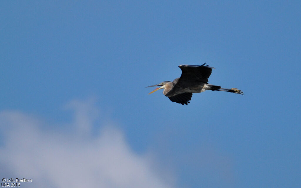 Great Blue Heron
