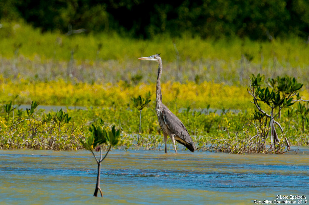 Great Blue Heron