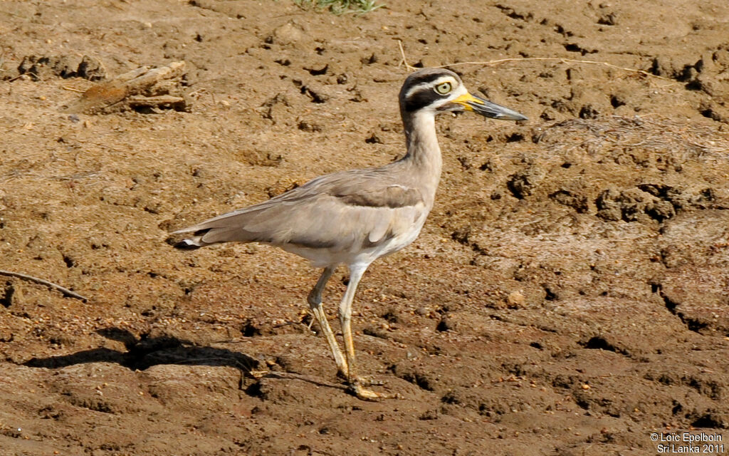 Great Stone-curlew