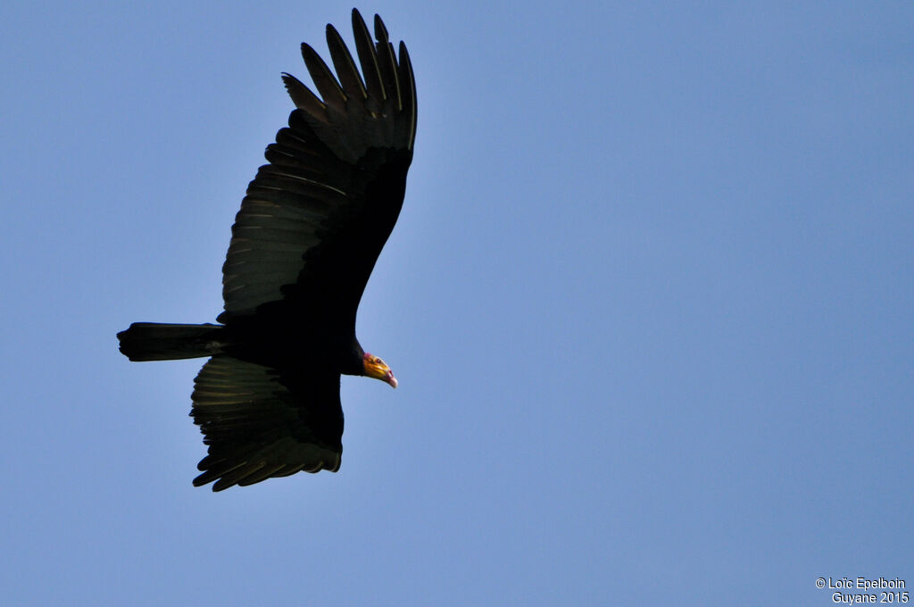 Greater Yellow-headed Vulture