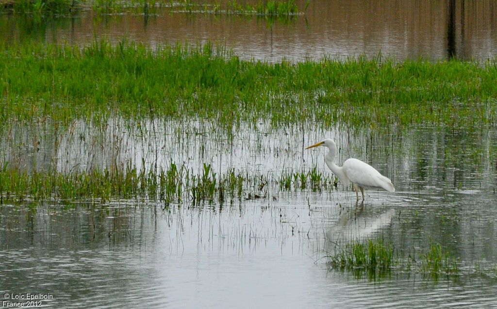 Great Egret