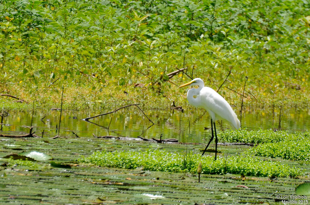 Grande Aigrette