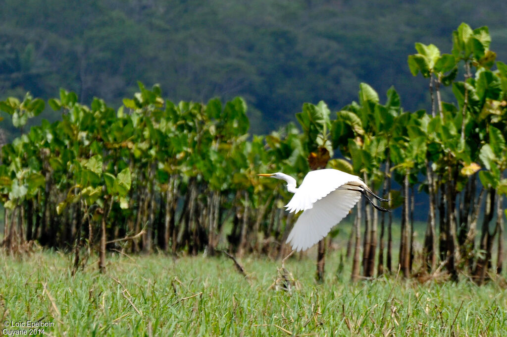 Great Egret