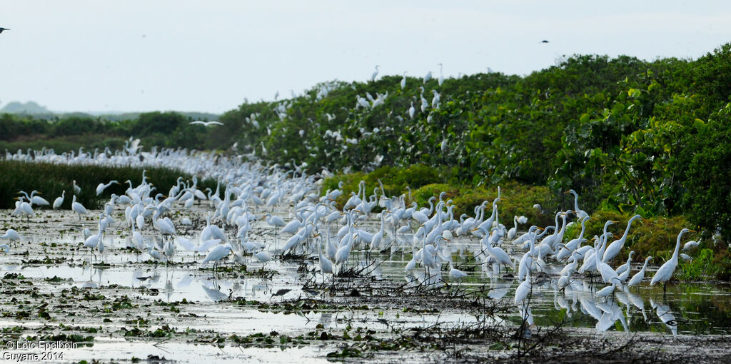 Great Egret