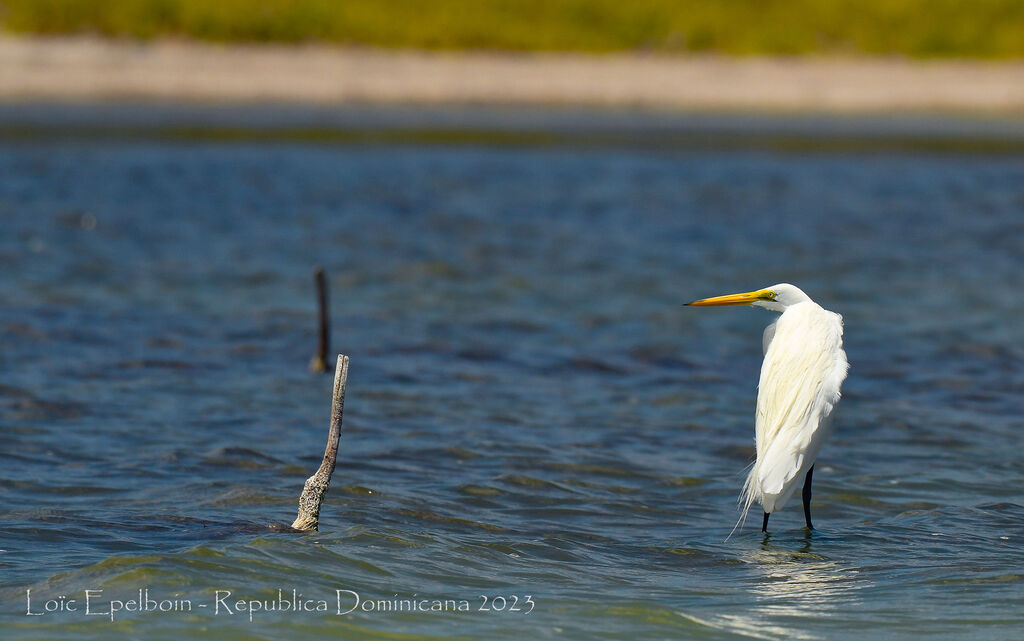 Great Egret