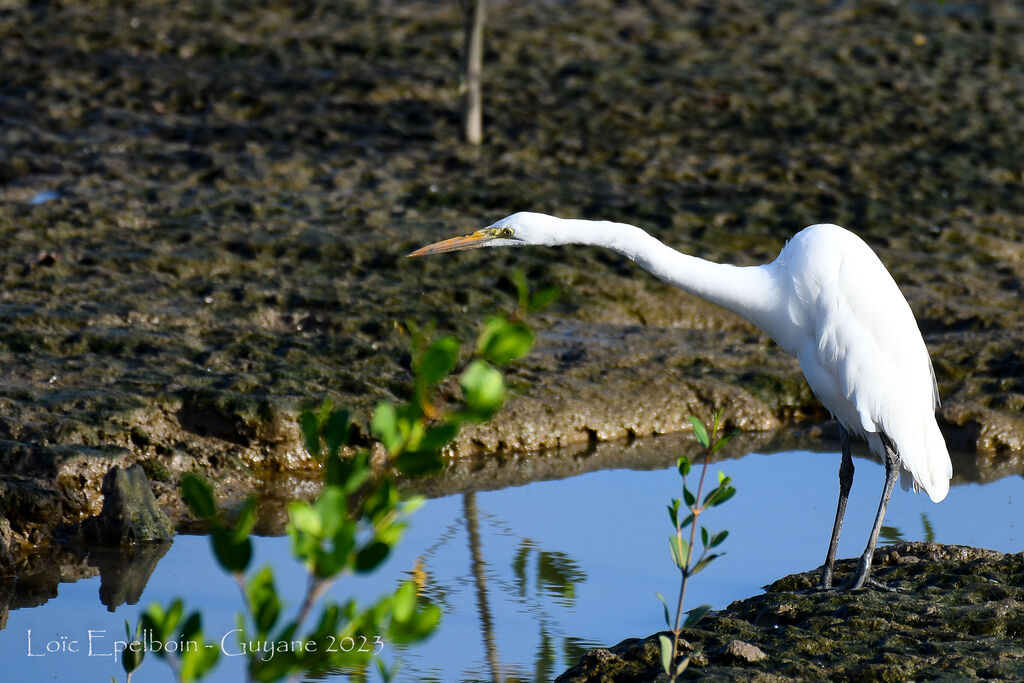 Great Egret