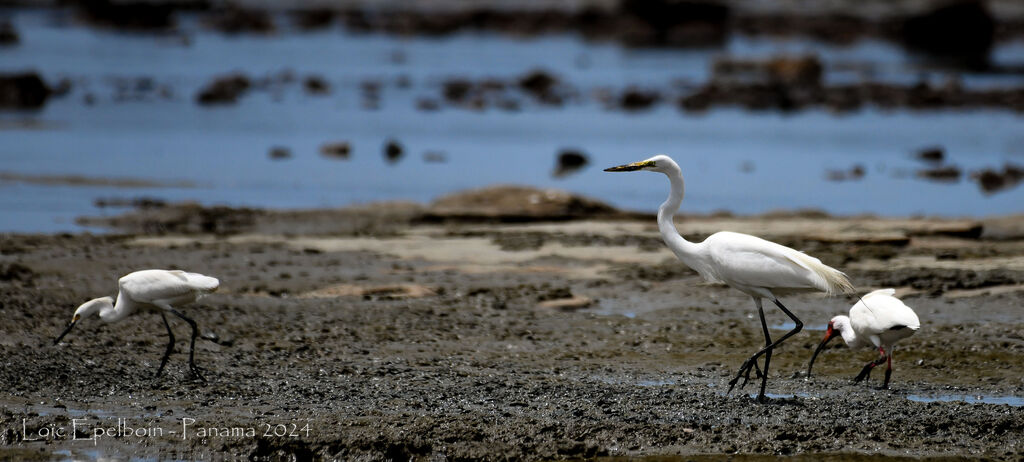 Great Egret