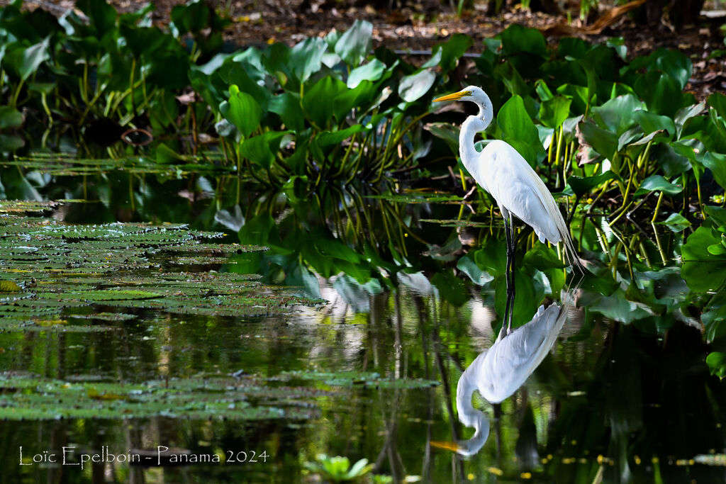 Great Egret