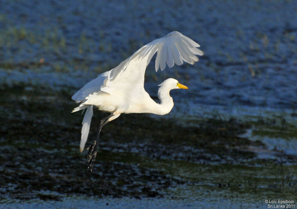 Great Egret