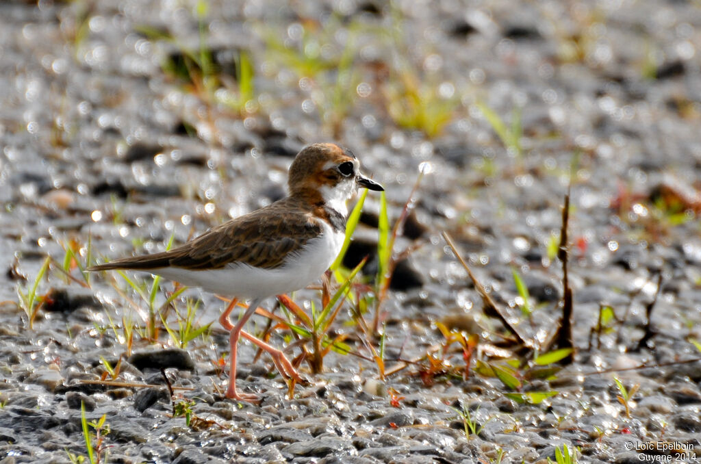 Collared Plover