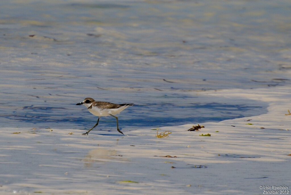 Greater Sand Plover