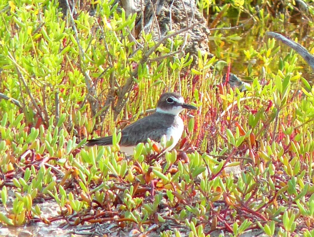 Wilson's Plover