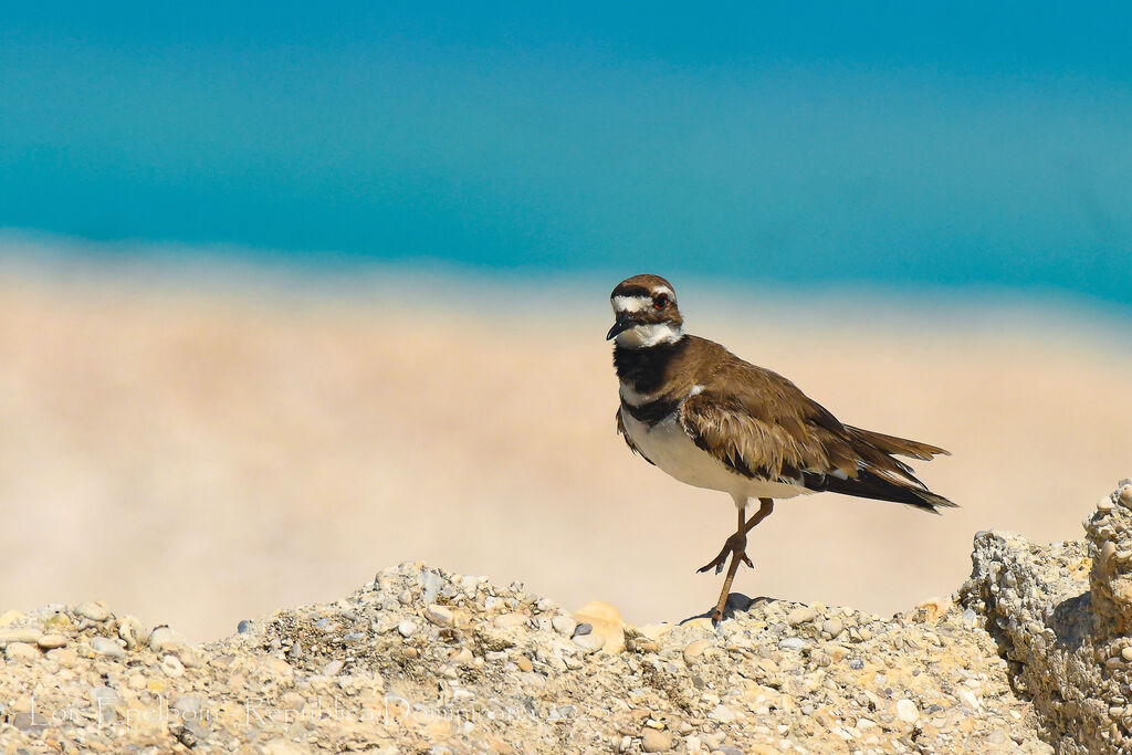 Killdeer