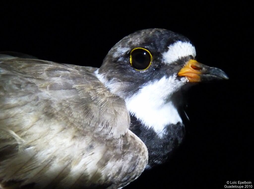 Semipalmated Plover
