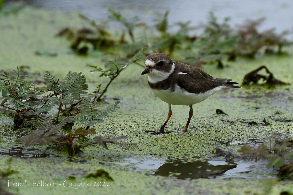 Semipalmated Plover