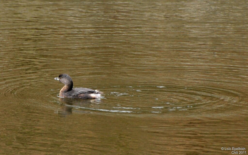 Pied-billed Grebe