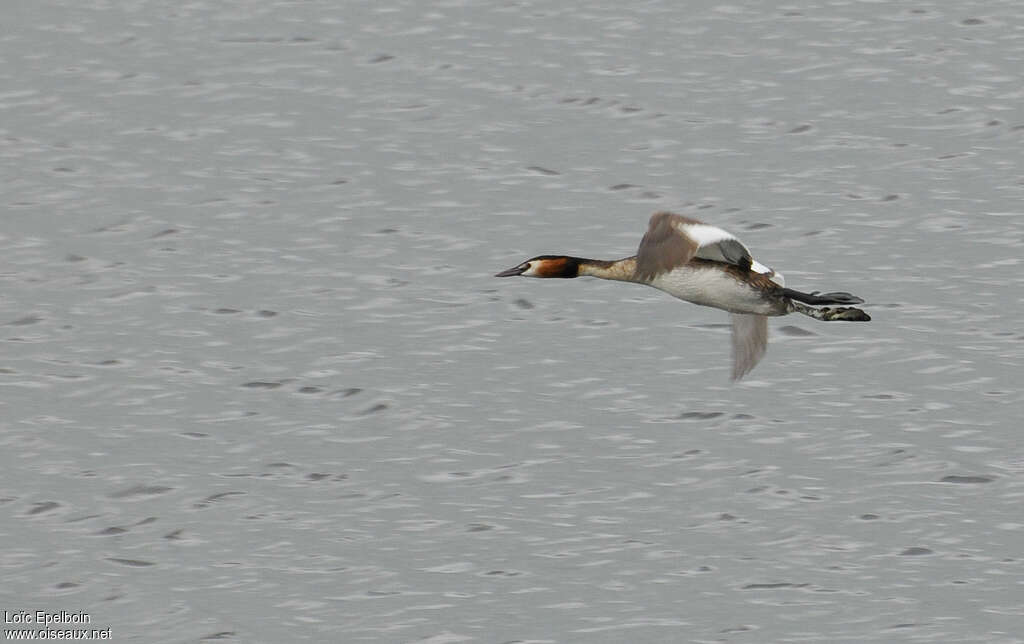 Great Crested Grebeadult, Flight