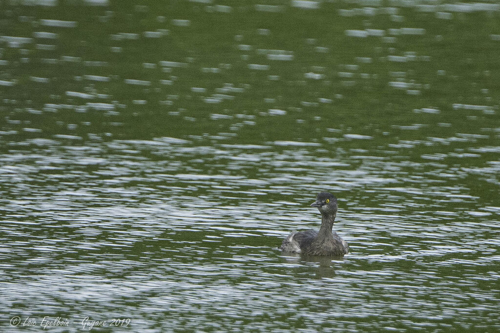 Least Grebe