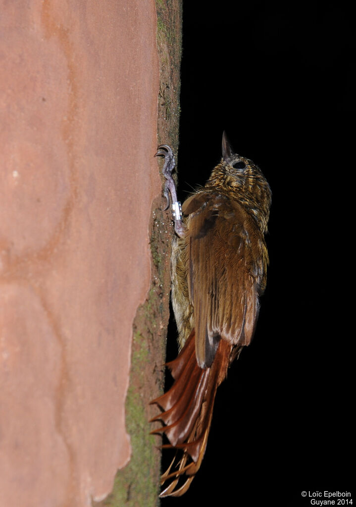 Wedge-billed Woodcreeper