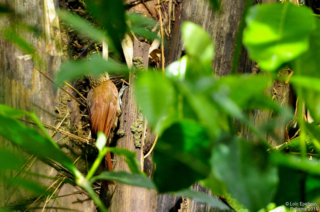Cocoa Woodcreeper