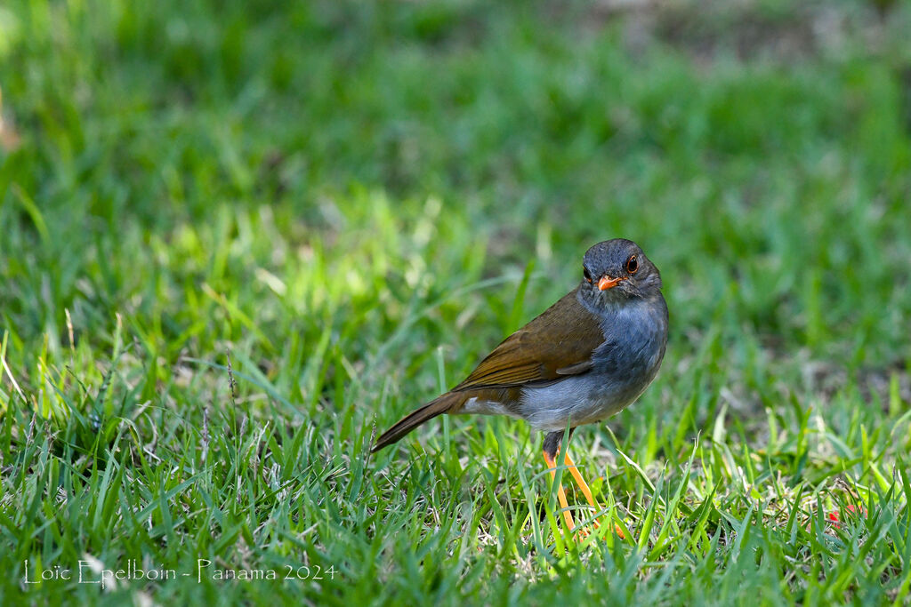 Grive à bec orange