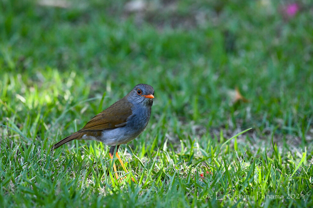 Grive à bec orange