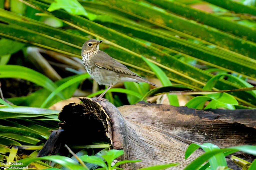 Swainson's Thrushadult, feeding habits