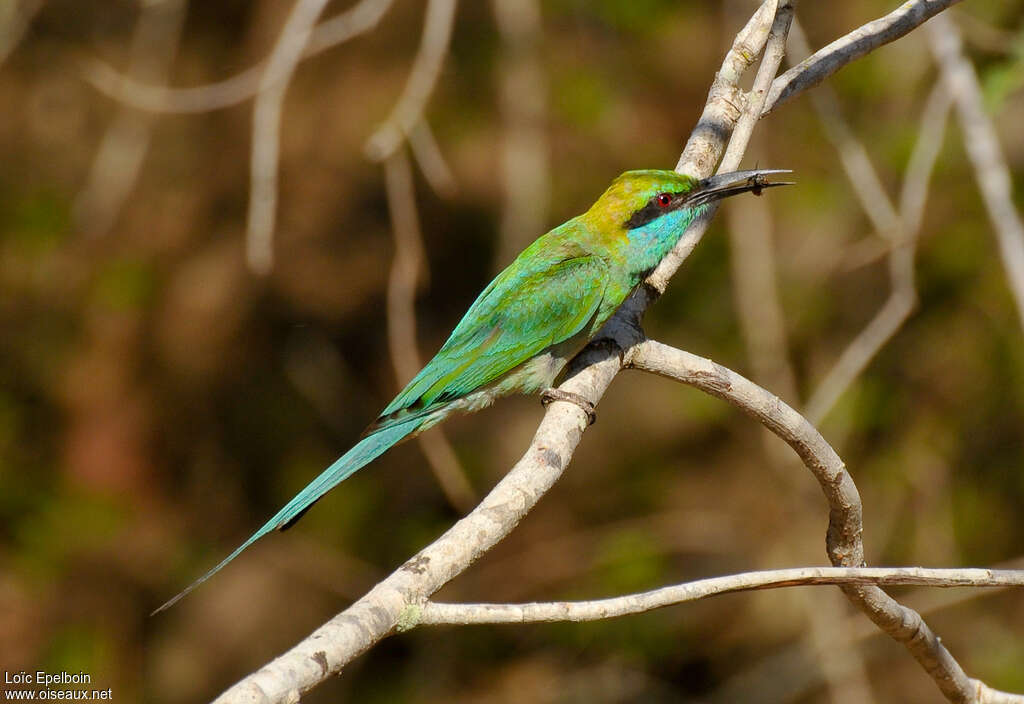 Guêpier d'Orientadulte, identification