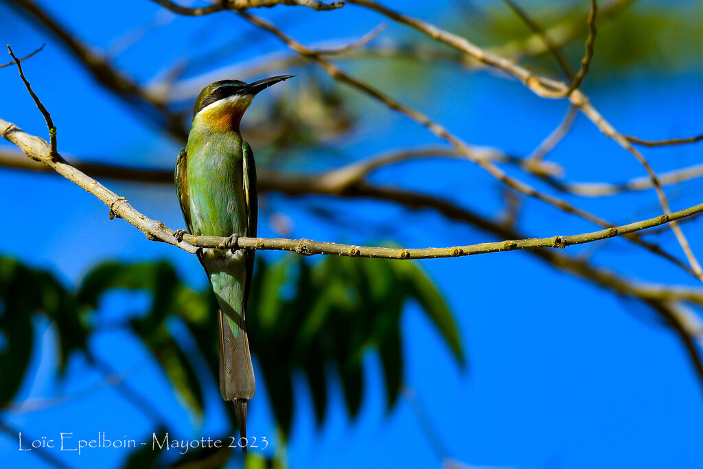 Olive Bee-eater