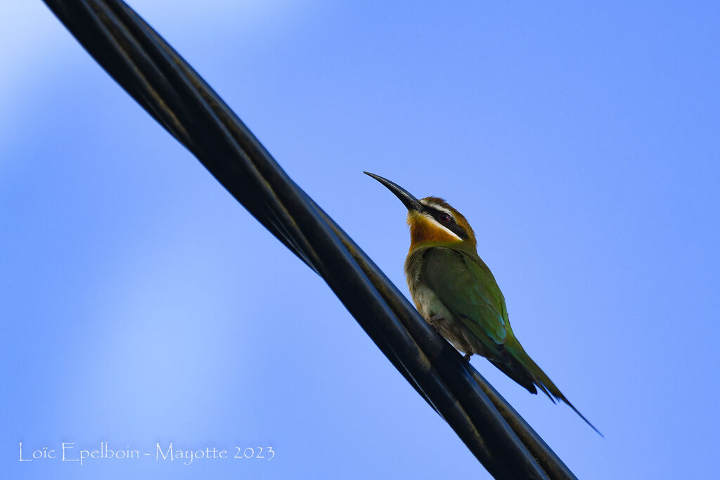 Olive Bee-eater