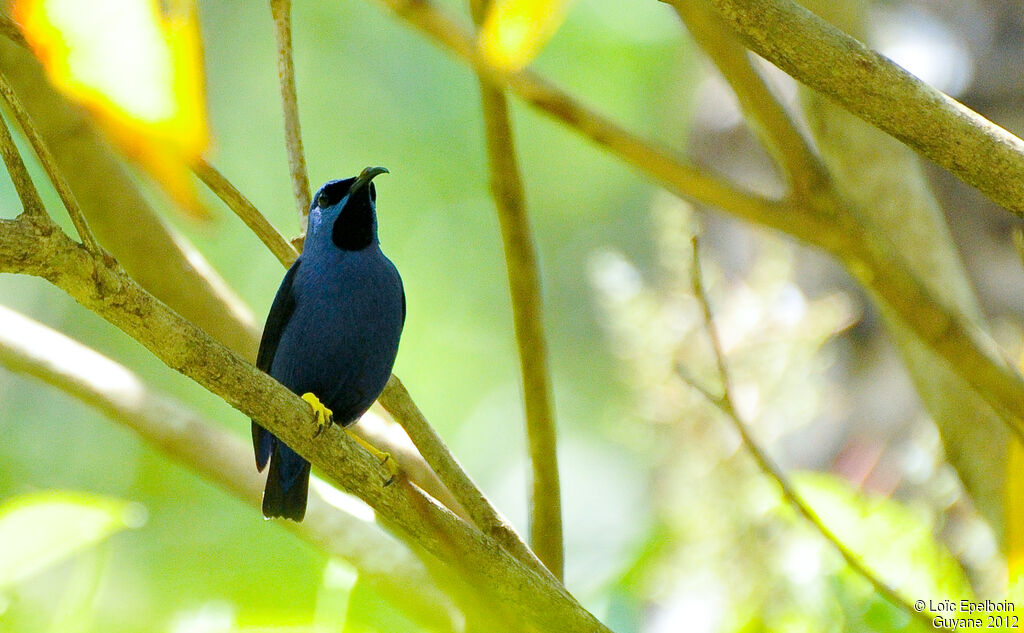 Purple Honeycreeper