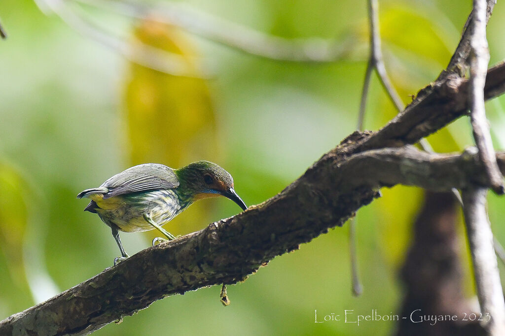 Purple Honeycreeper