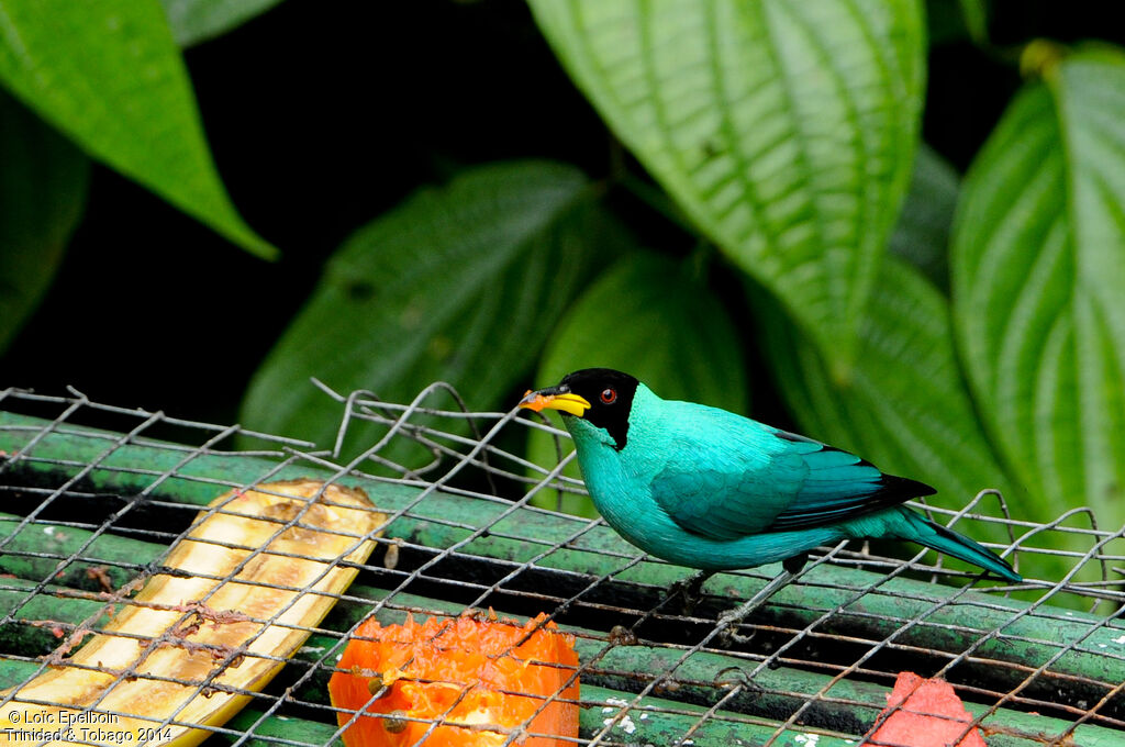 Green Honeycreeper