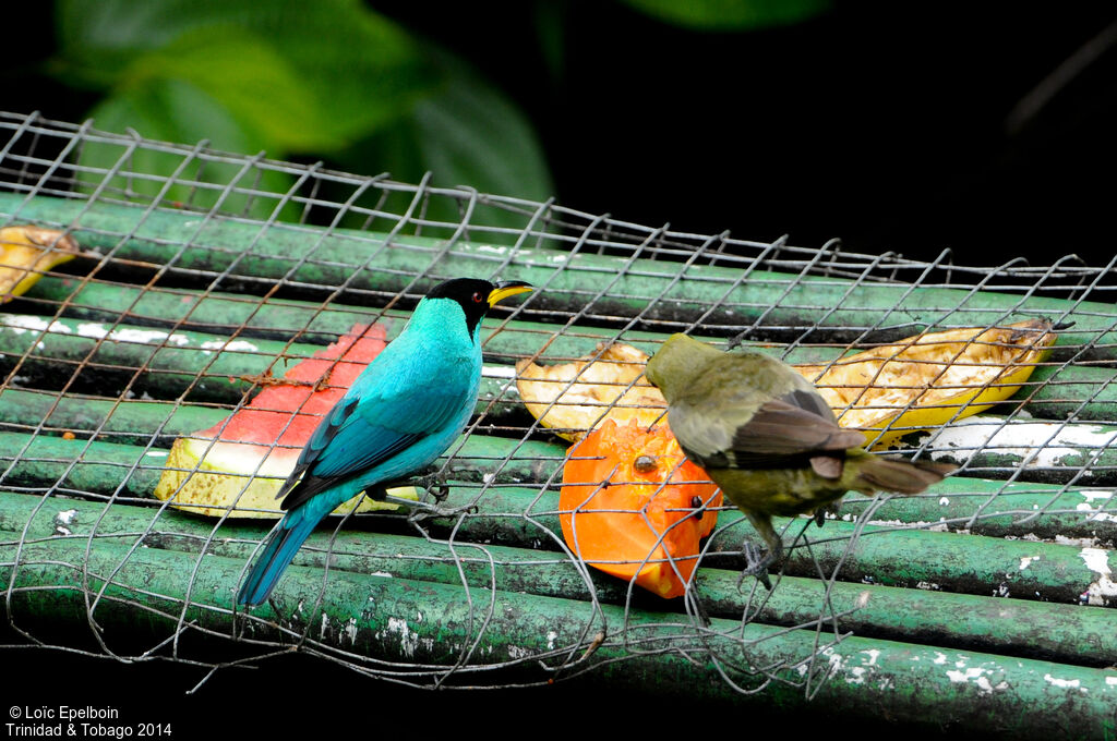 Green Honeycreeper