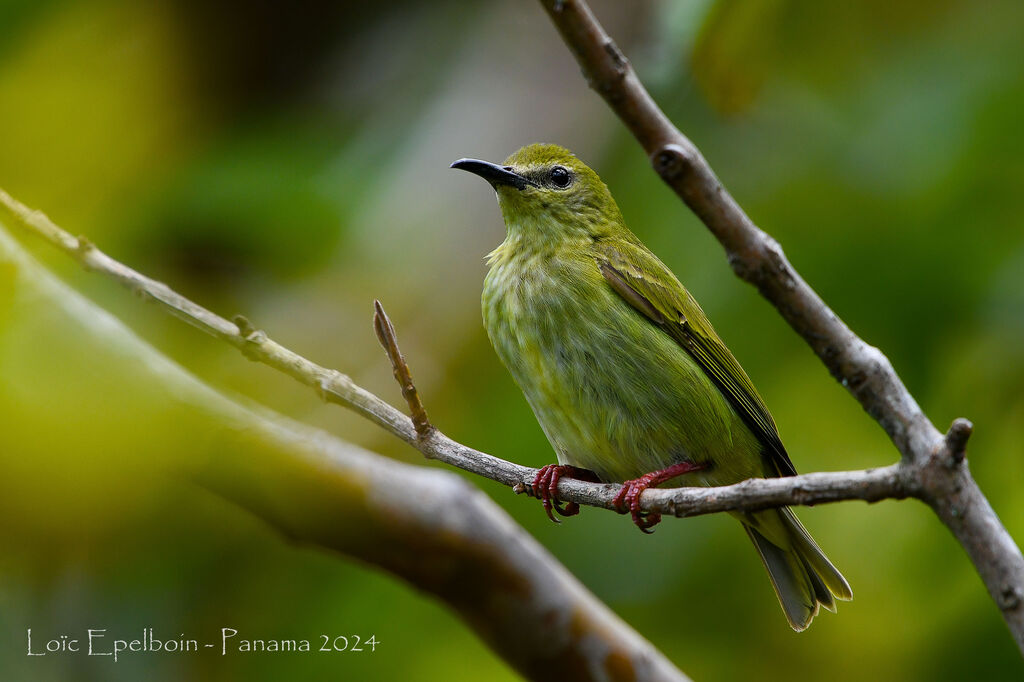 Red-legged Honeycreeper