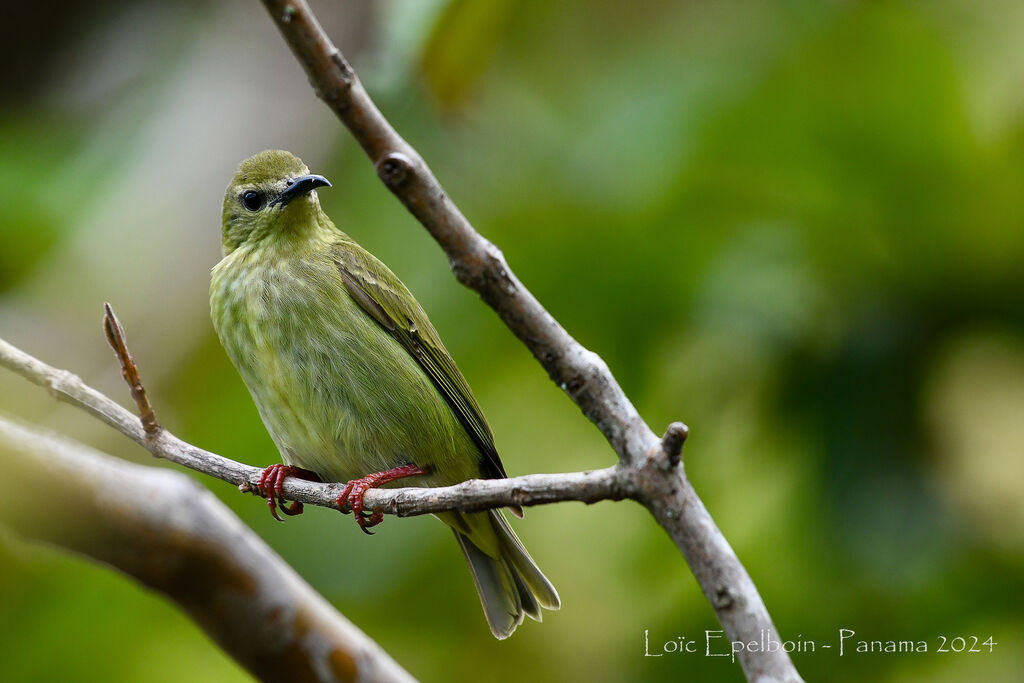 Red-legged Honeycreeper