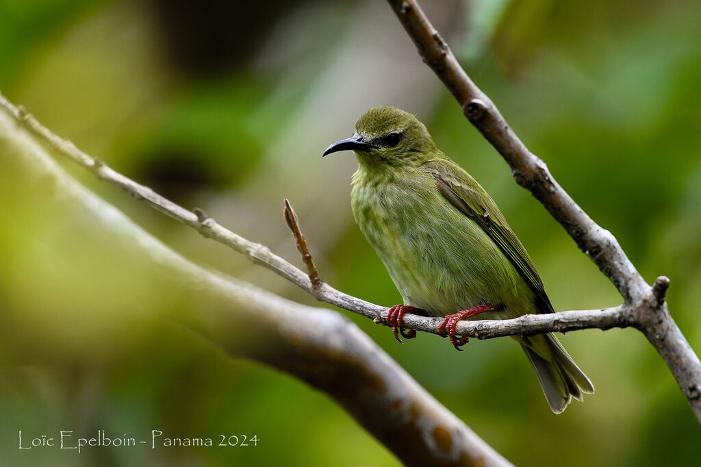 Red-legged Honeycreeper