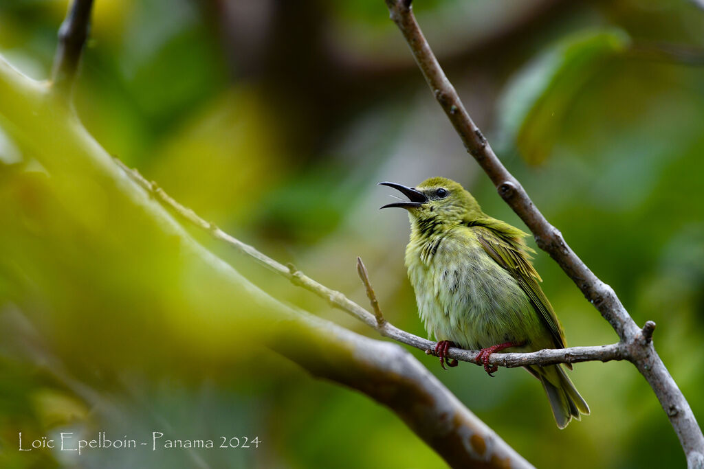 Red-legged Honeycreeper