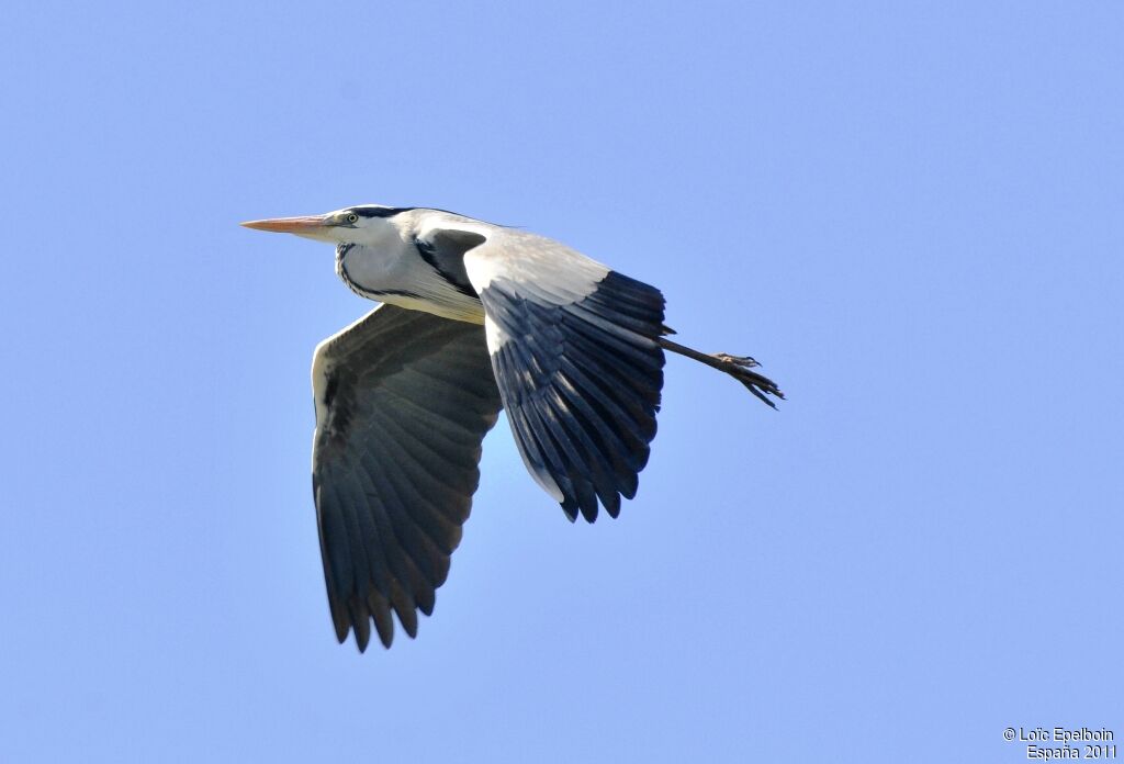 Grey Heron