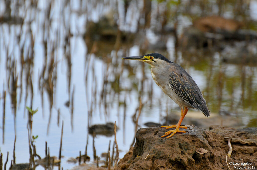 Little Heron
