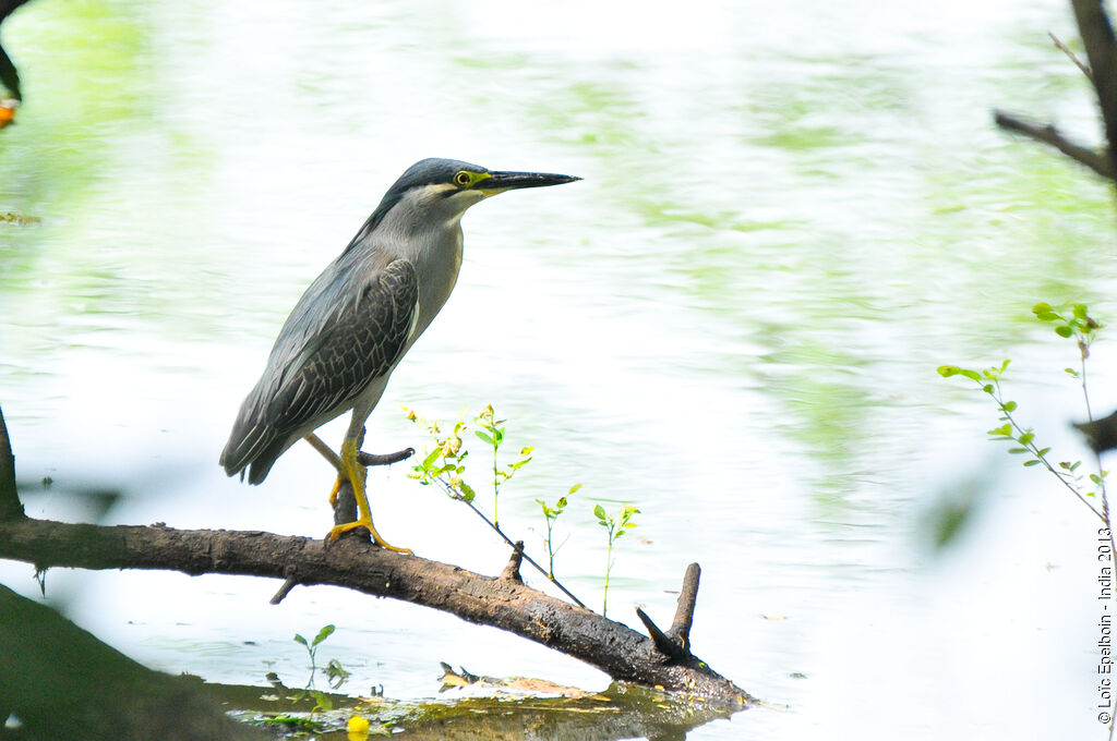 Little Heron