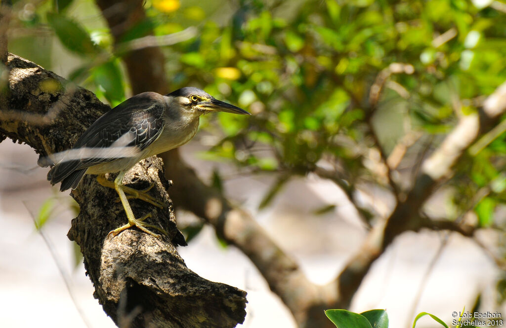 Little Heron