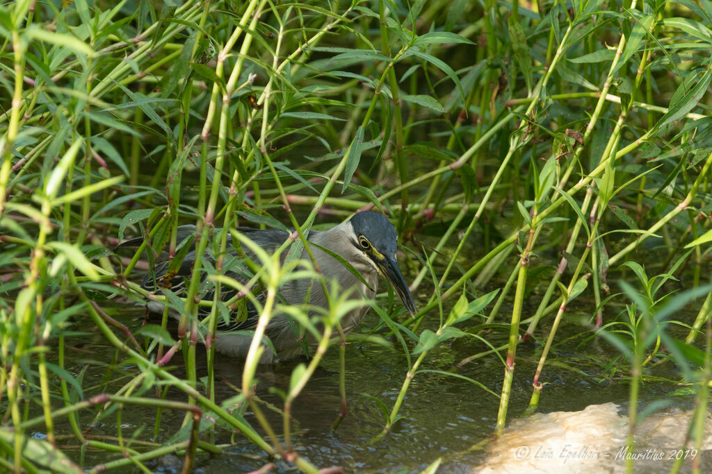 Little Heron